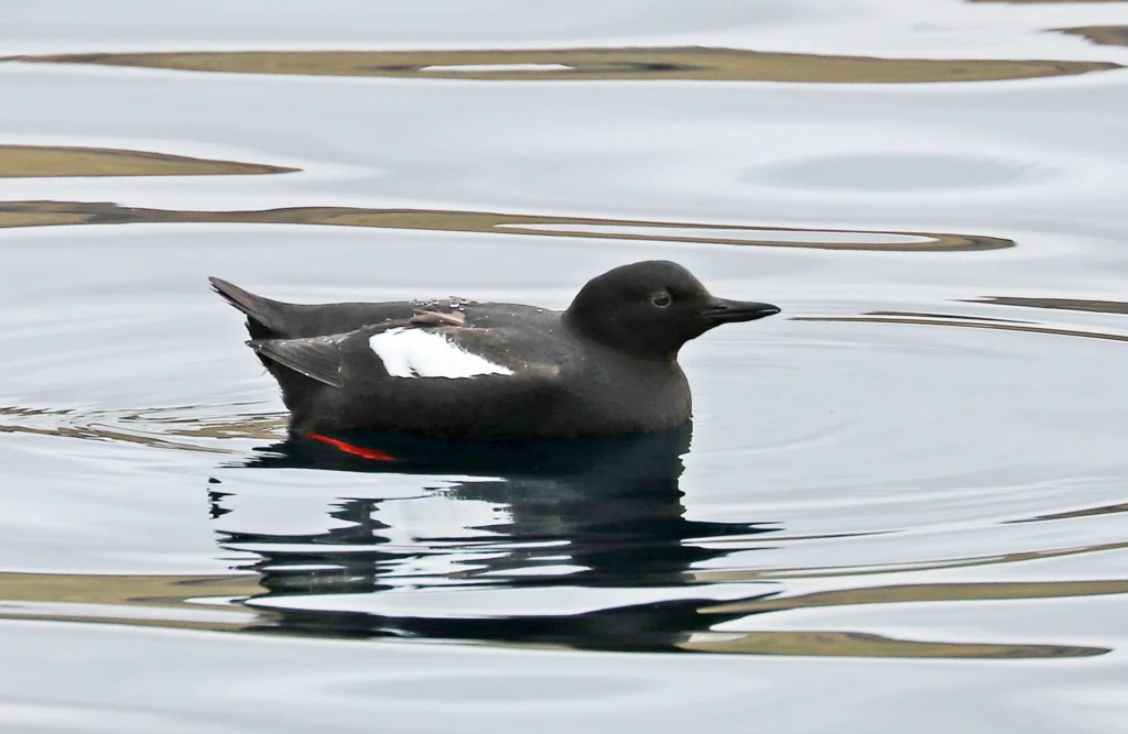 Pigeon Guillemot. Photo by David Fisher.