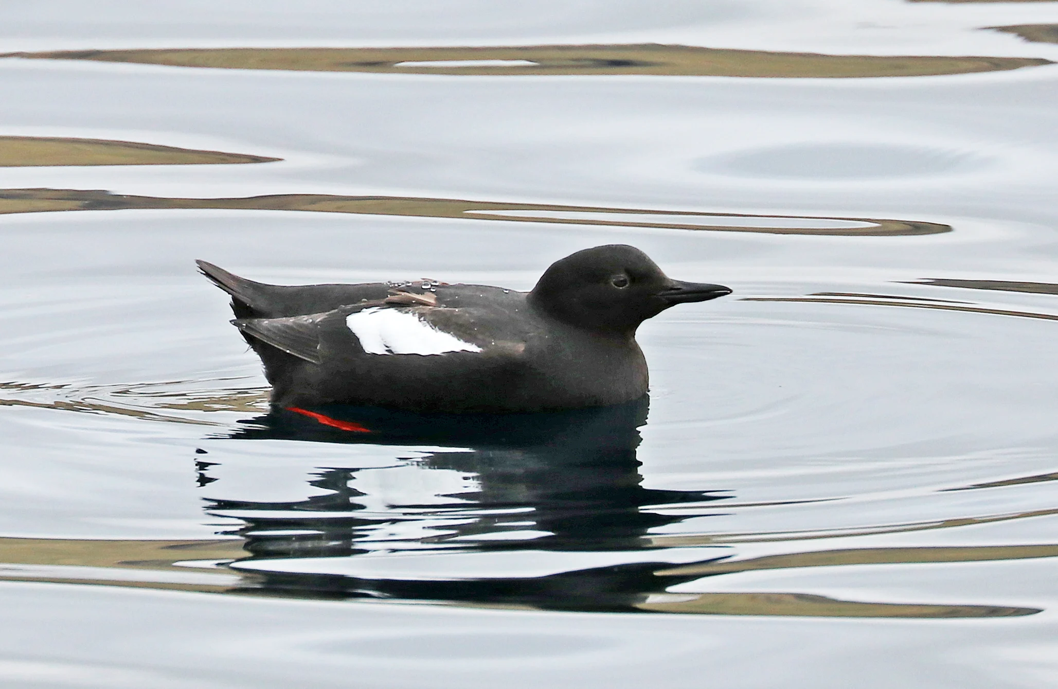 Pigeon Guillemot. Photo by David Fisher.