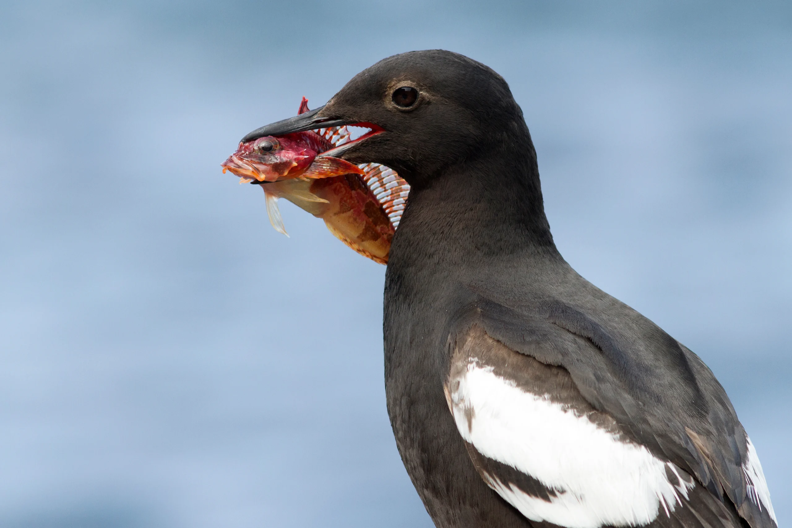 Pigeon Guillemot with fish. Photo by Tarpan, Shutterstock.