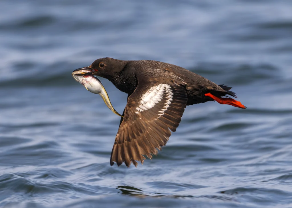 Pigeon Guillemot flying with fish. Photo by Tim Zurowski, Shutterstock.