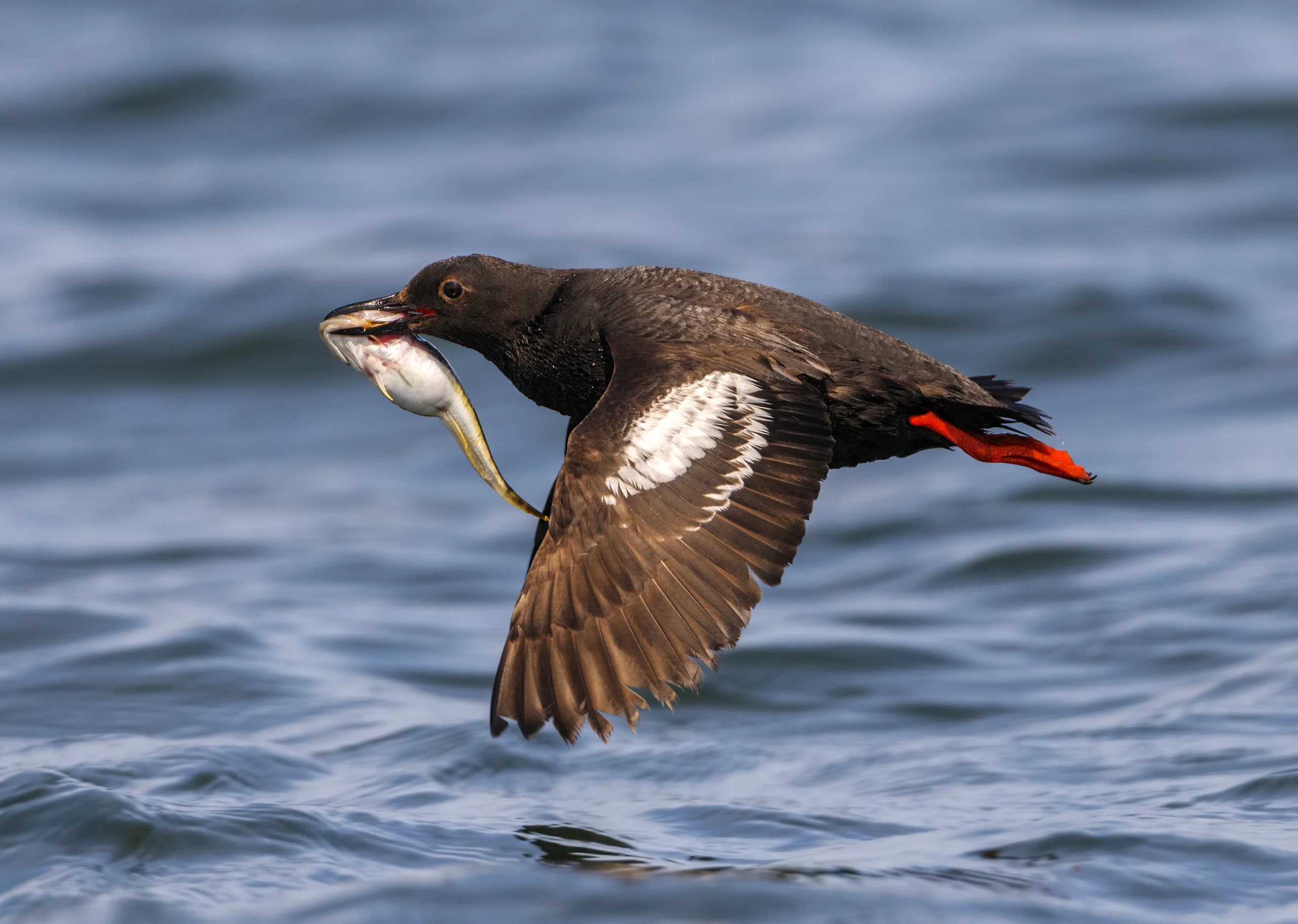 Pigeon Guillemot flying with fish. Photo by Tim Zurowski, Shutterstock.