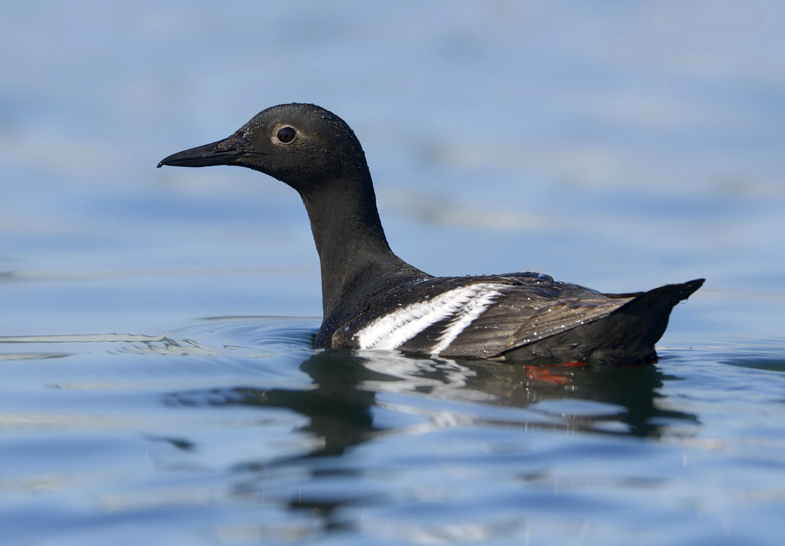 Pigeon Guillemot swimming. Photo by Tim Zurowski, Shutterstock.