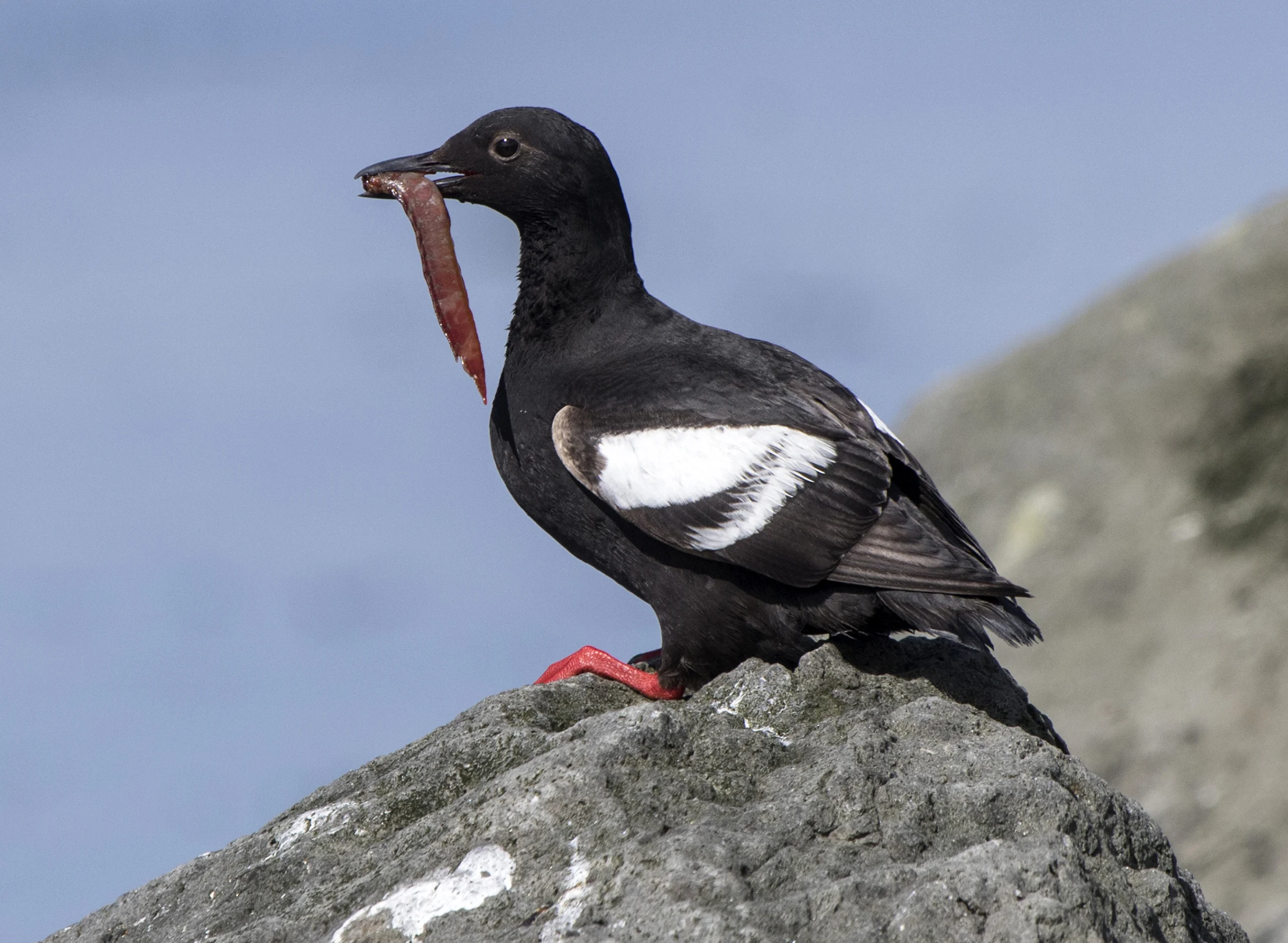 Pigeon Guillemot with fish. Photo by Tarpan, Shutterstock.