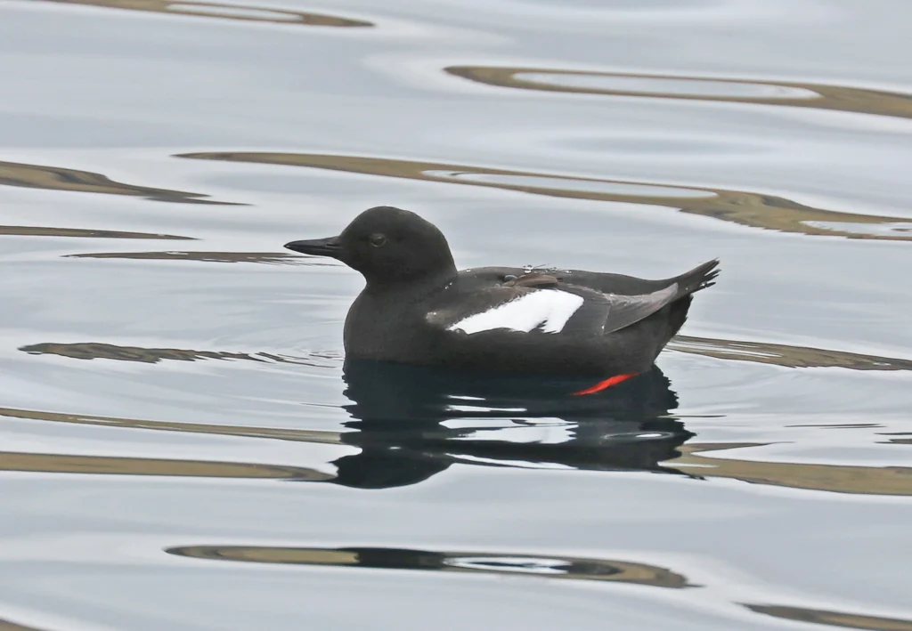 Pigeon Guillemot swimming. Photo by David Fisher.