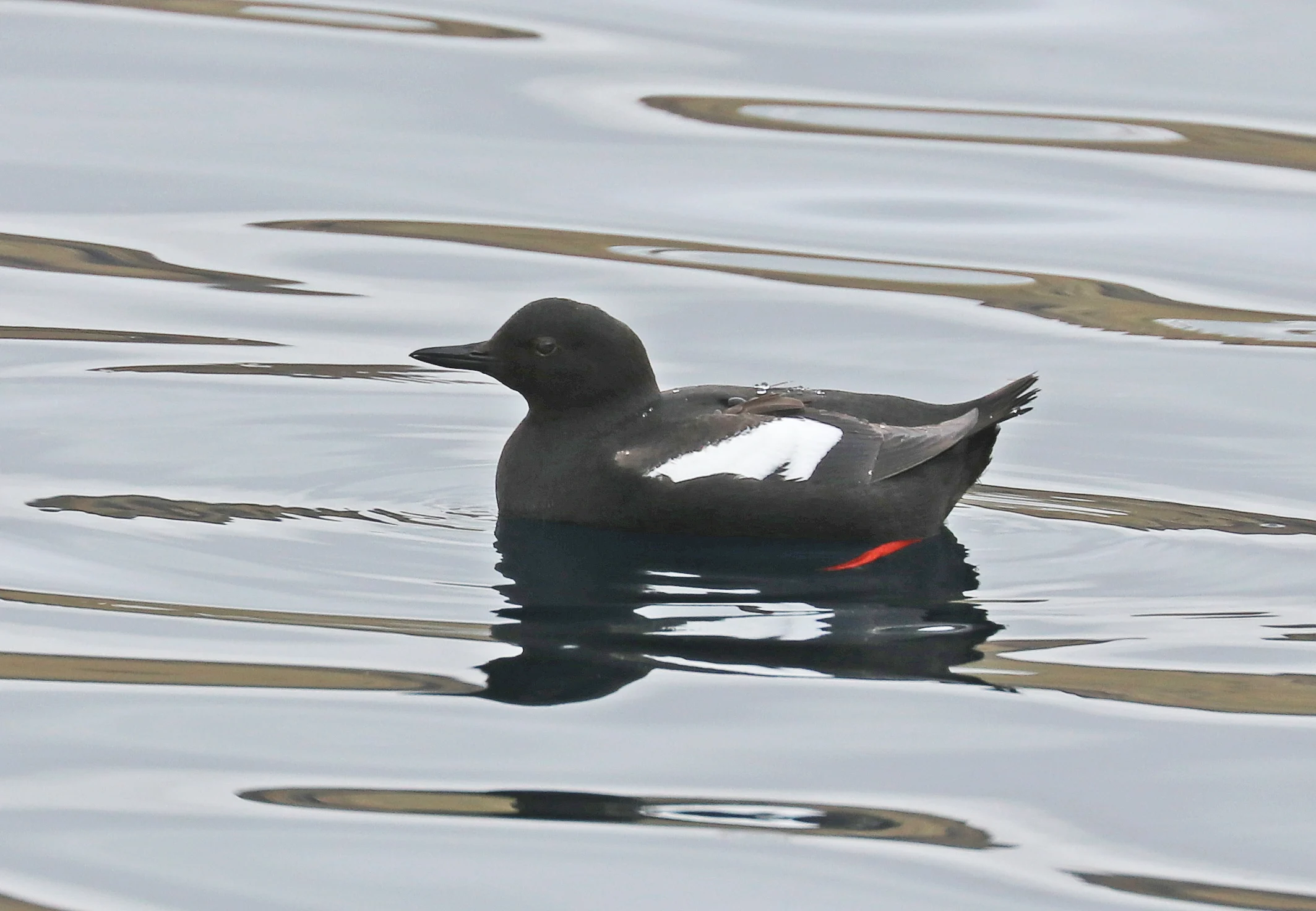 Pigeon Guillemot swimming. Photo by David Fisher.