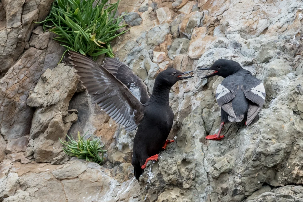Pigeon Guillemots. Photo by Hayley Crews, Shutterstock.