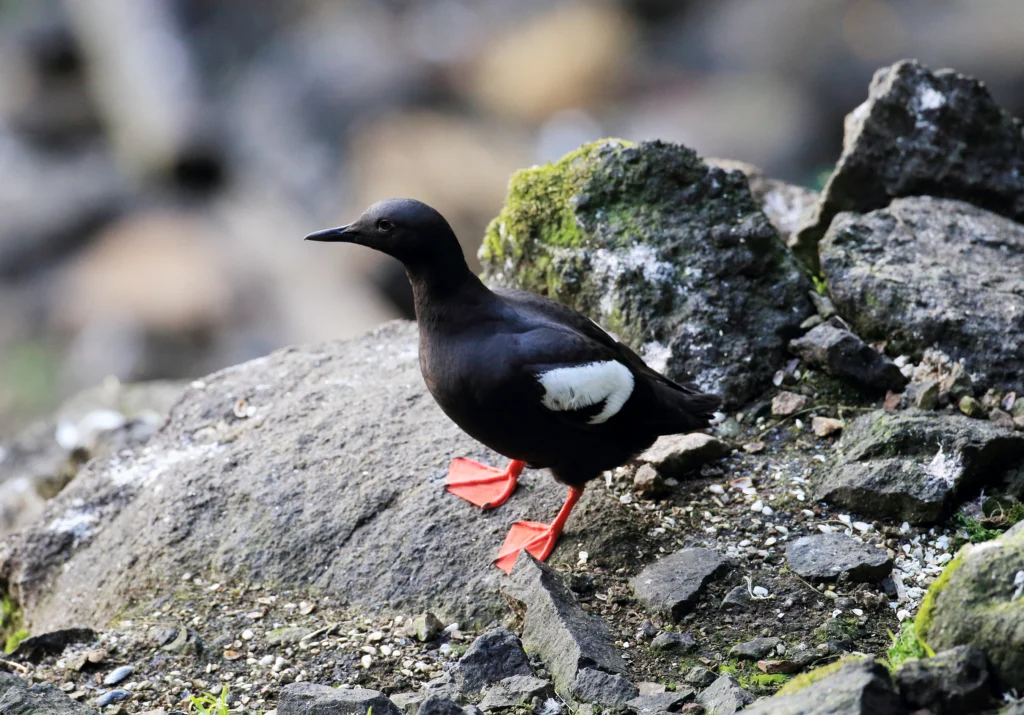 Pigeon Guillemot. Photo by Frank Fichtmueller, Shutterstock.