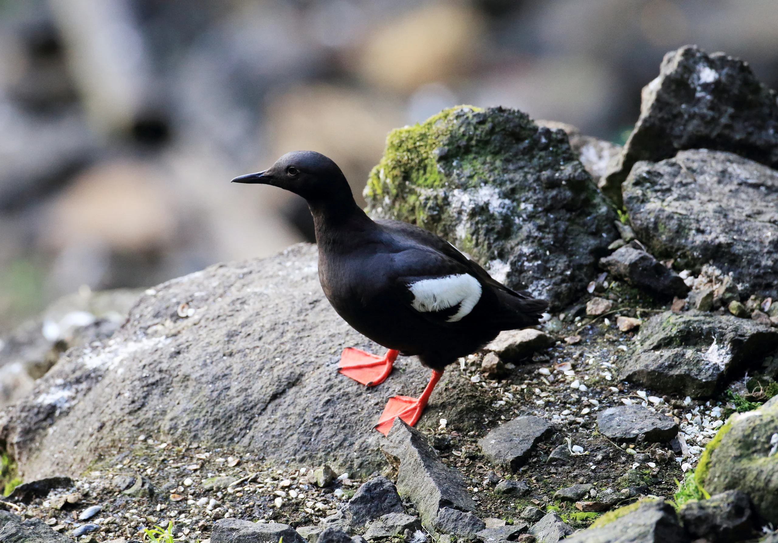Pigeon Guillemot. Photo by Frank Fichtmueller, Shutterstock.