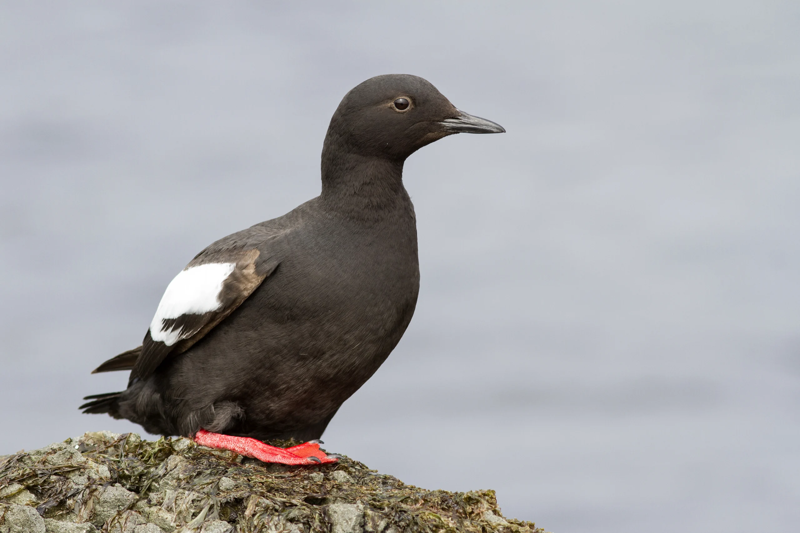 Pigeon Guillemot. Photo by Tarpan, Shutterstock.