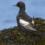 Pigeon Guillemot. Photo by Tim Zurowski, Shutterstock.