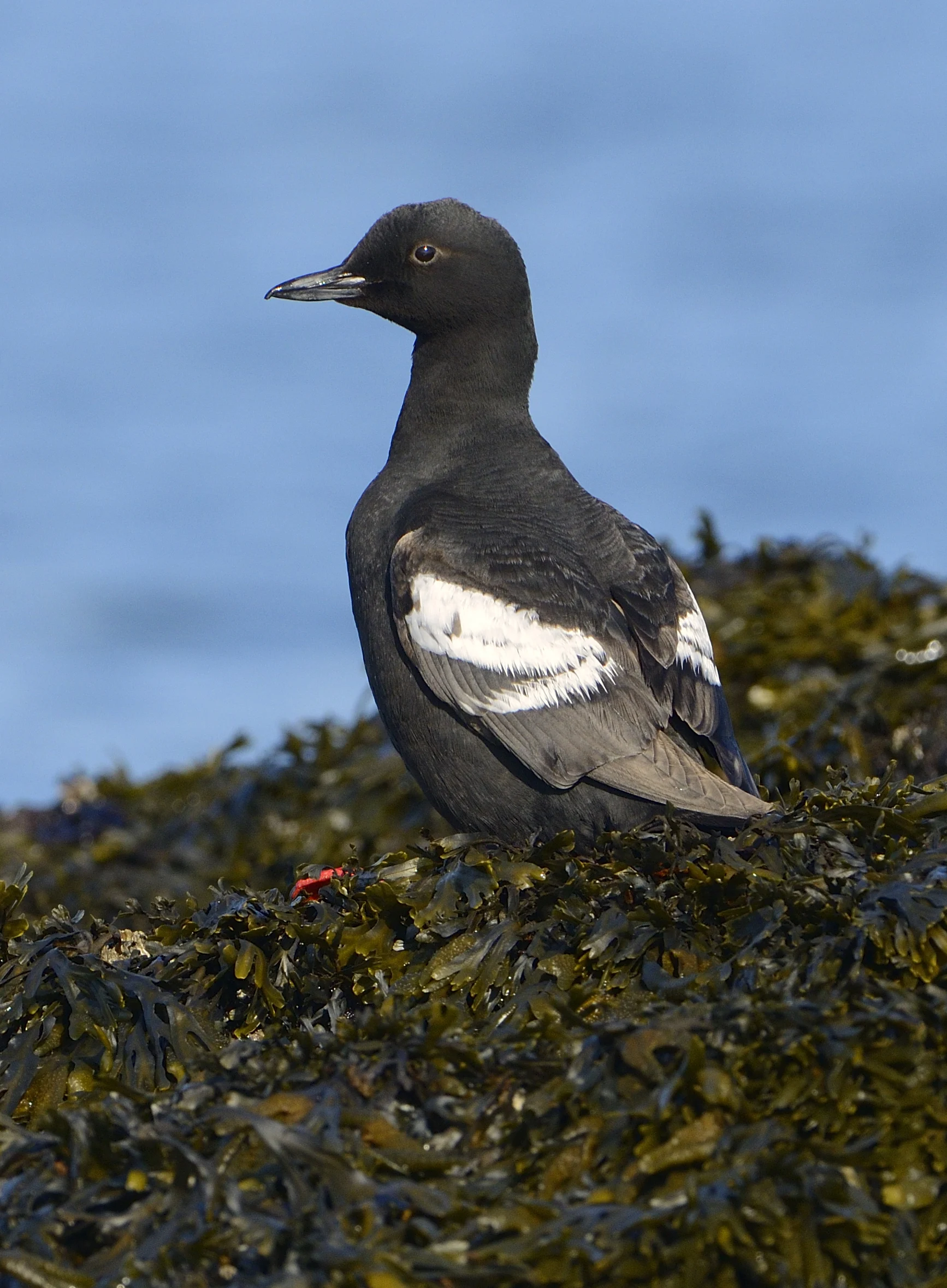 Pigeon Guillemot. Photo by Tim Zurowski, Shutterstock.