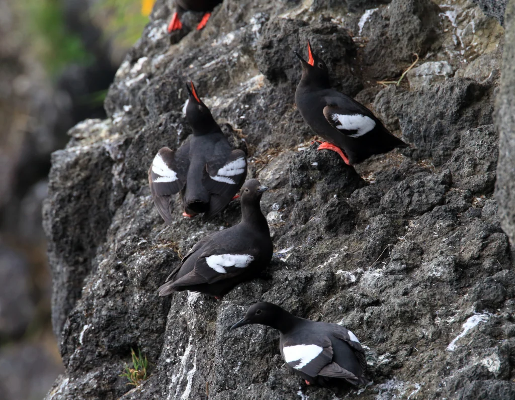 Pigeon Guillemots. Photo by Frank Fichtmueller, Shutterstock.