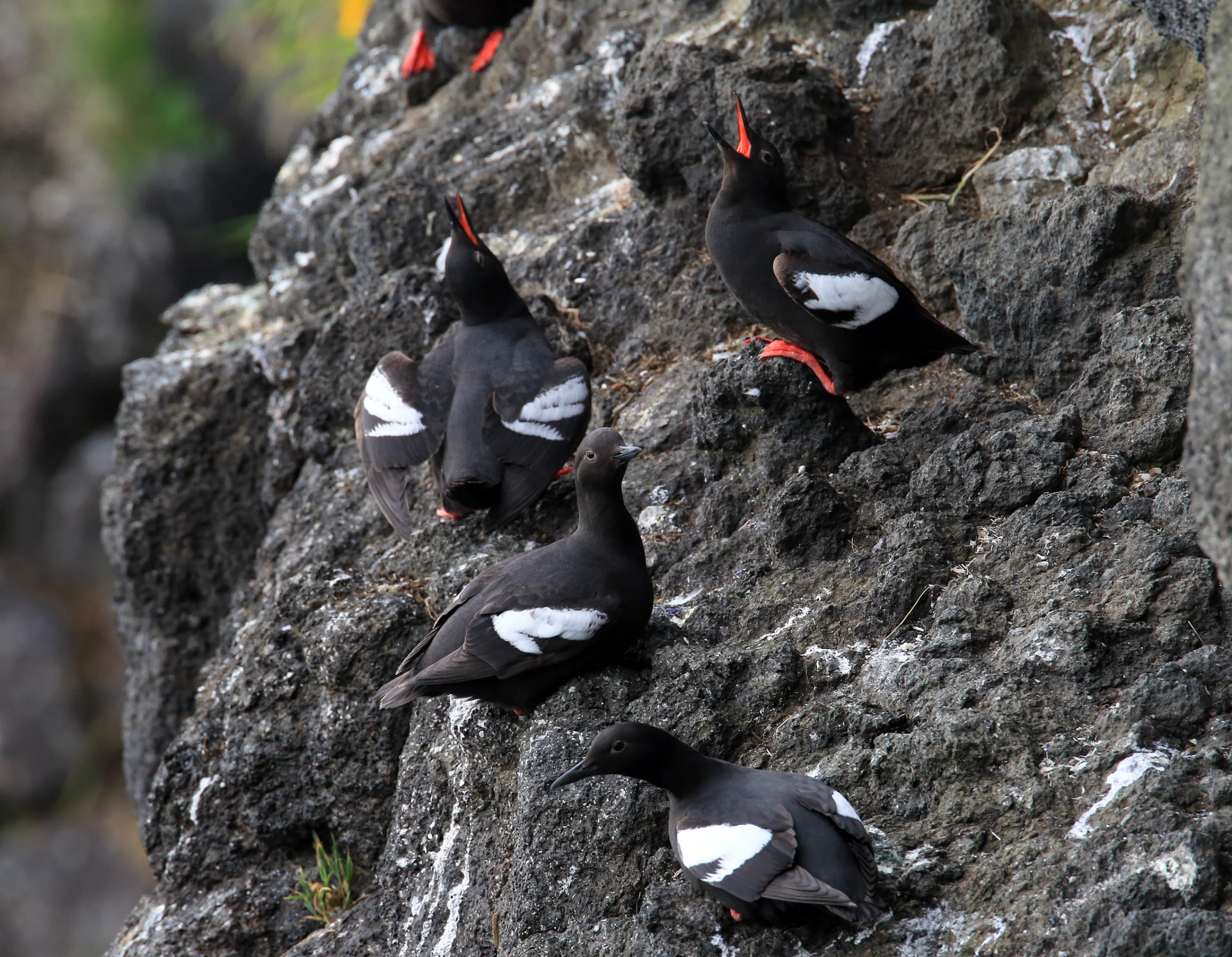 Pigeon Guillemots. Photo by Frank Fichtmueller, Shutterstock.