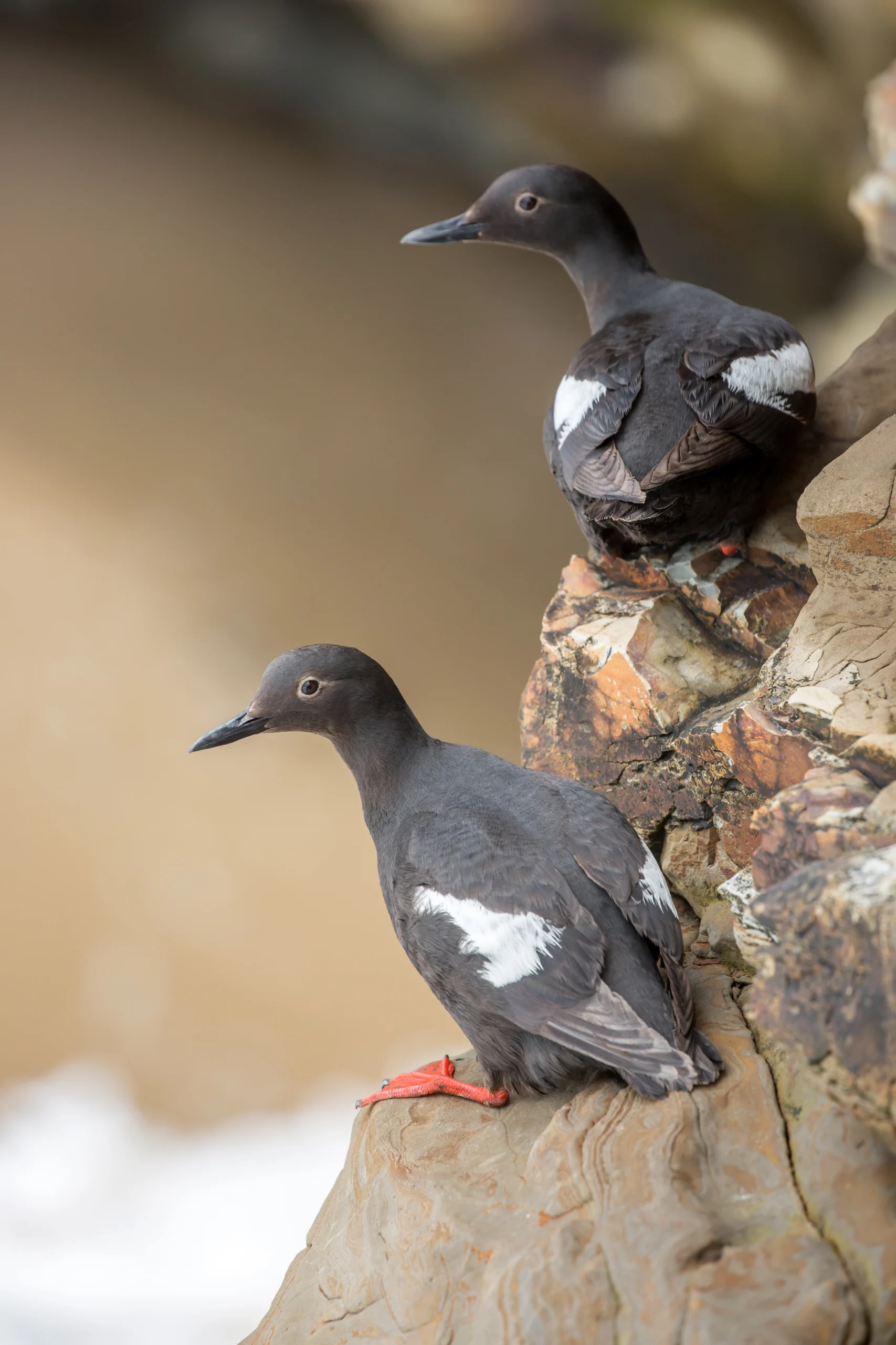 Pigeon Guillemots. Photo by yhelfman, Shutterstock.