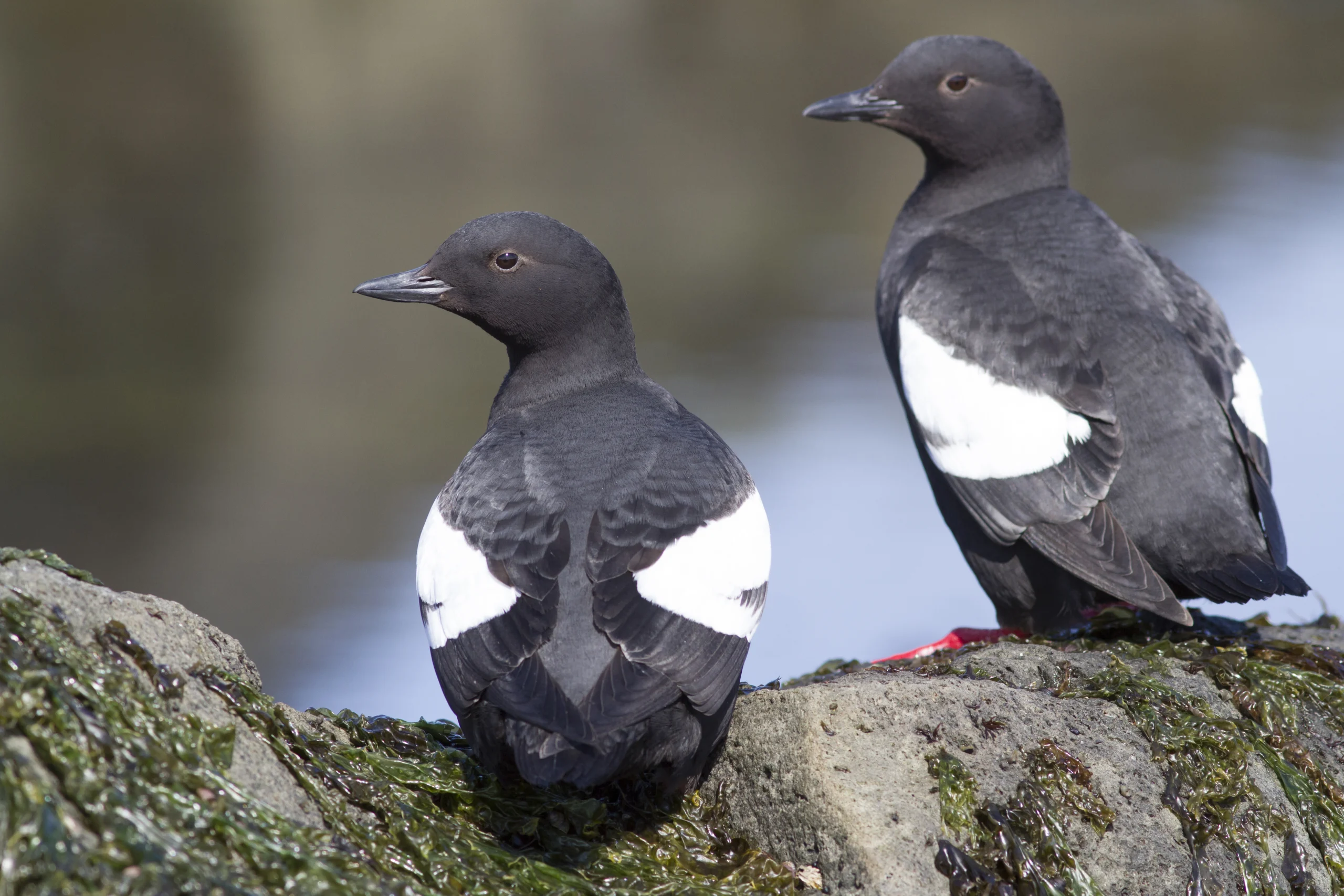 Pigeon Guillemots. Photo by Tarpan, Shutterstock.