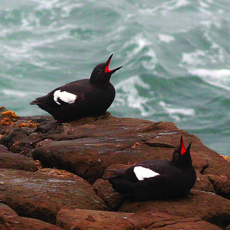 Pigeon Guillemots. Photo by Ashok Khosla.