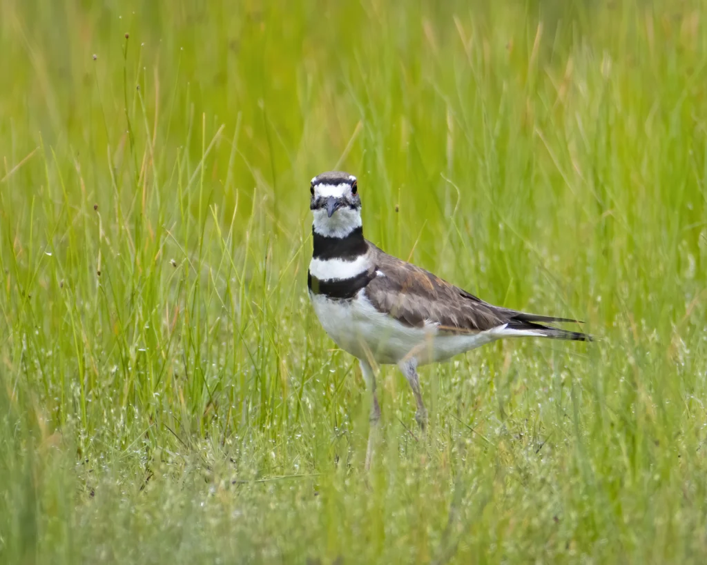 Killdeer. Photo by Larry Master, masterimages.org