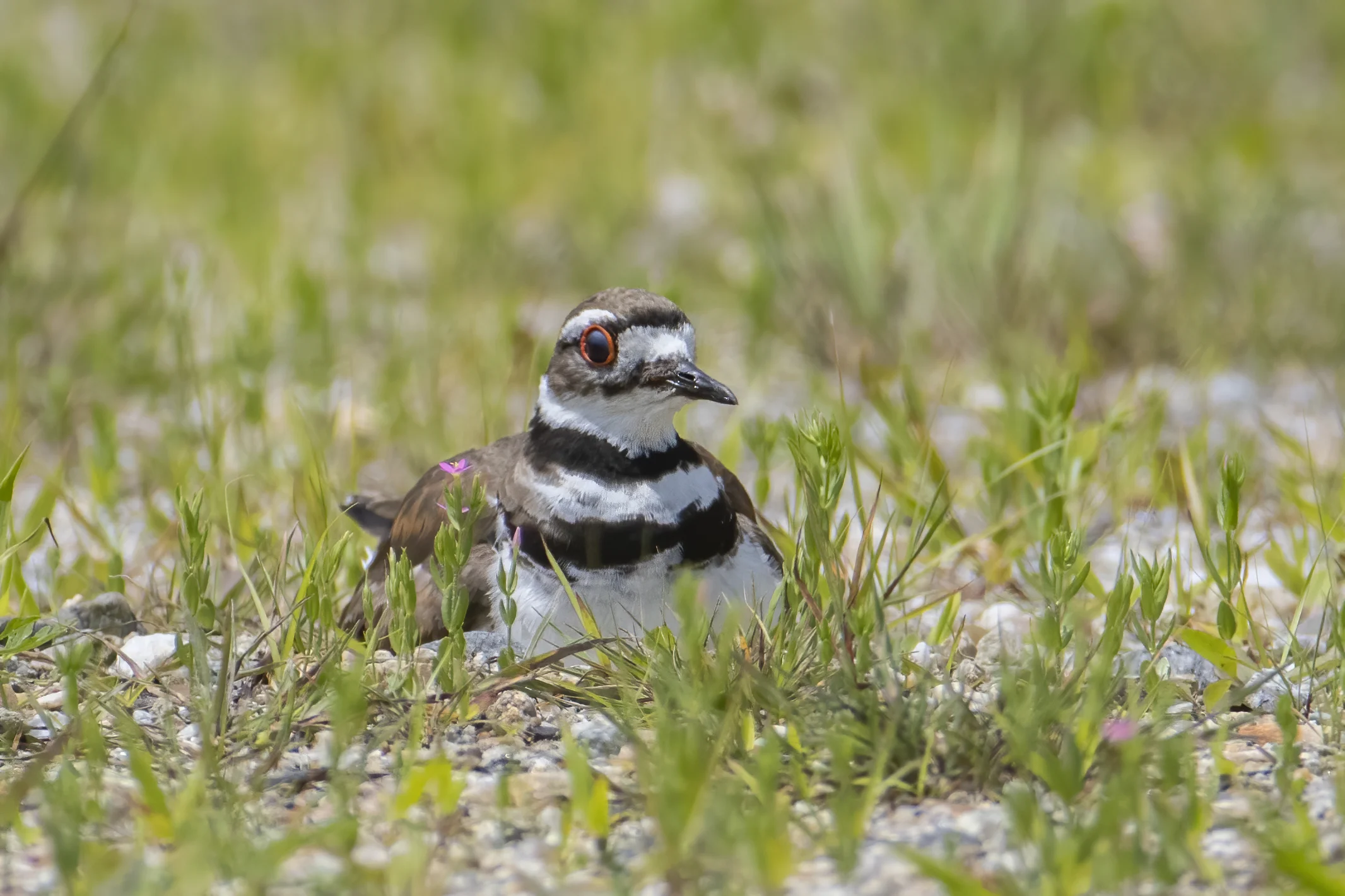 Killdeer. Photo by Larry Master, masterimages.org