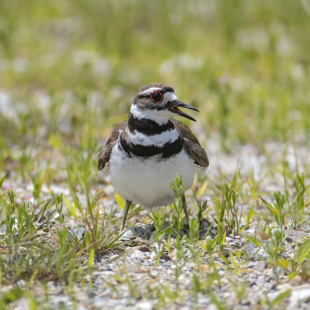 Killdeer. Photo by Larry Master, masterimages.org