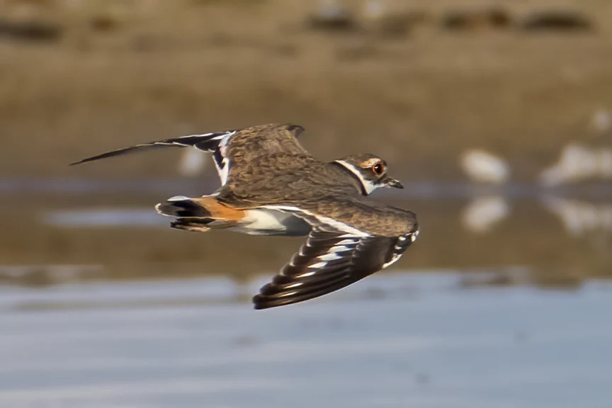 Killdeer in flight. Photo by Larry Master, masterimages.org