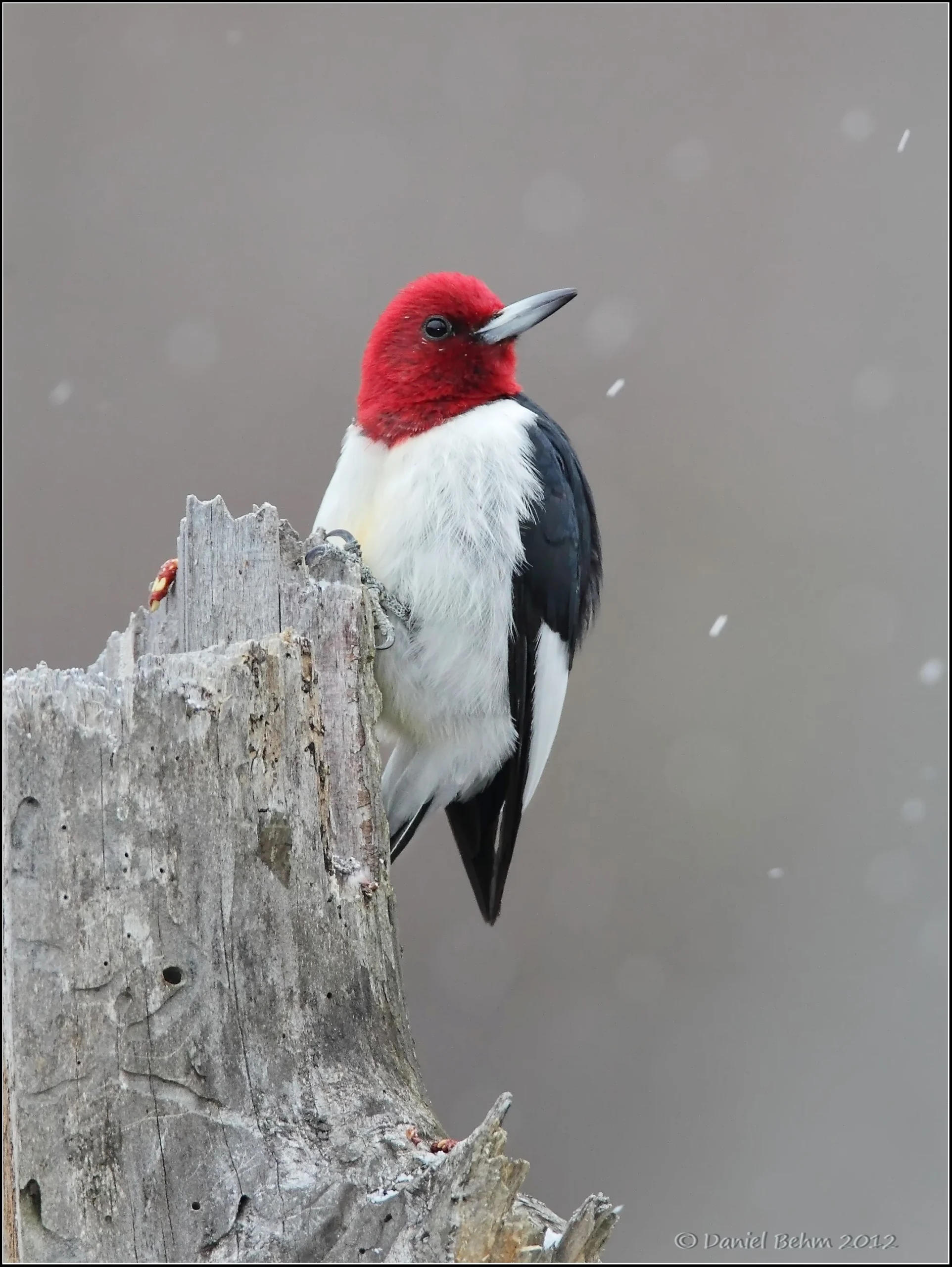 Red-headed Woodpecker. Photo by Dan Behm.