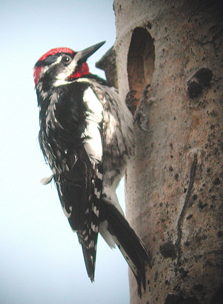 Red-naped Sapsucker. Photo by Dan Casey.