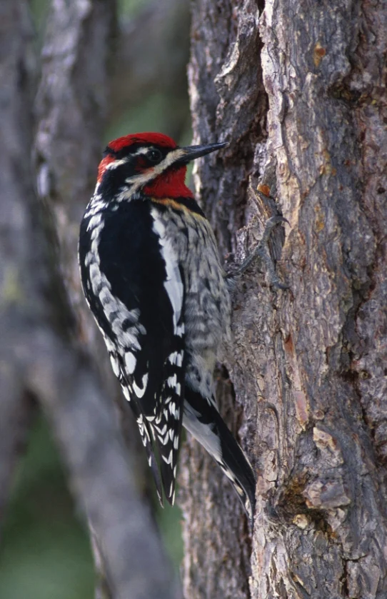 Red-naped Sapsucker. Photo by ClipArt.com.