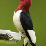 Red-headed Woodpecker. Photo by Owen Deutsch, owendeutsch.com.