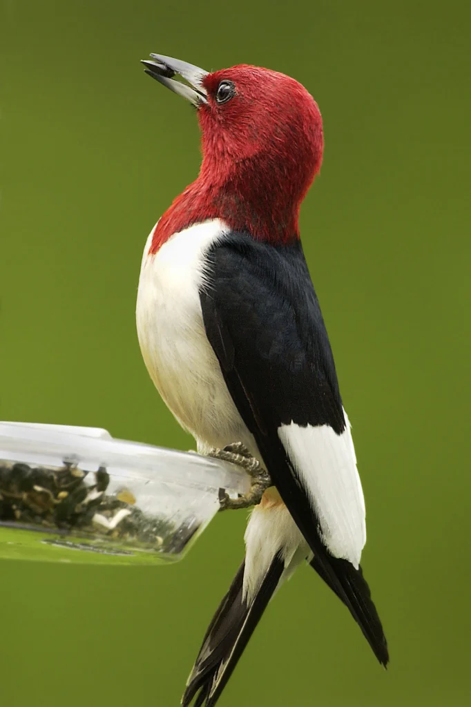 Red-headed Woodpecker. Photo by Owen Deutsch, owendeutsch.com.