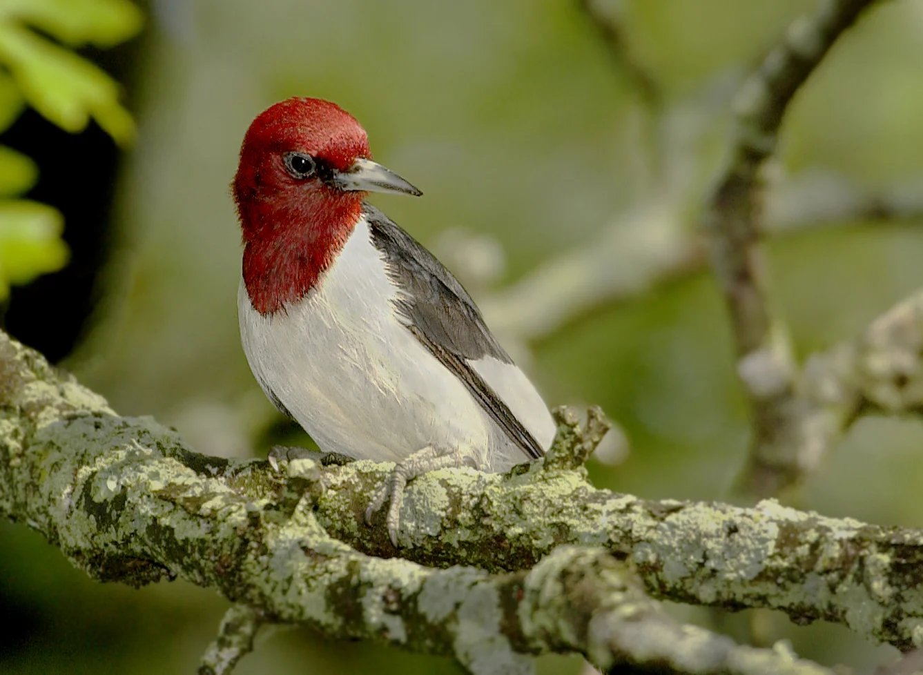 Red-headed Woodpecker. Photo by Owen Deutsch, owendeutsch.com.