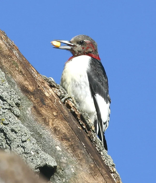 Red-headed Woodpecker juvenile. Photo by Gary Smyle.
