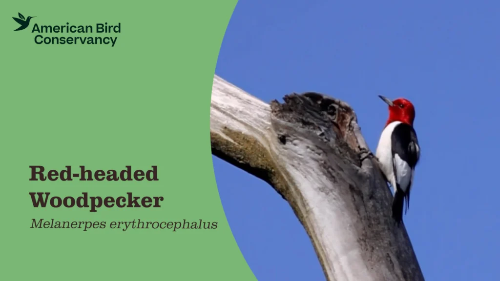 Red-headed Woodpecker YT Thumb