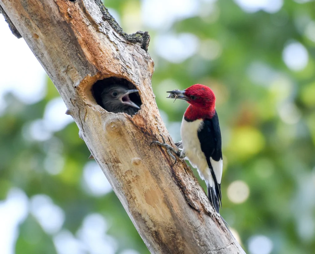 Red-headed Woodpecker feeding young. Photo by Brent Barnes, Shutterstock.