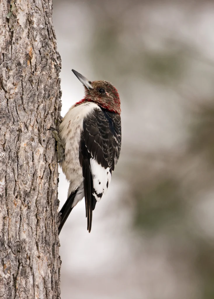 Red-headed Woodpecker juvenile. Photo by Tom Franks, Shutterstock.