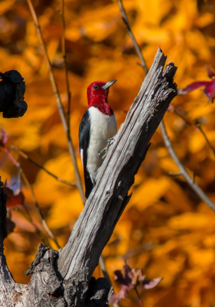 Red-headed Woodpecker. Photo by Karl Krueger.