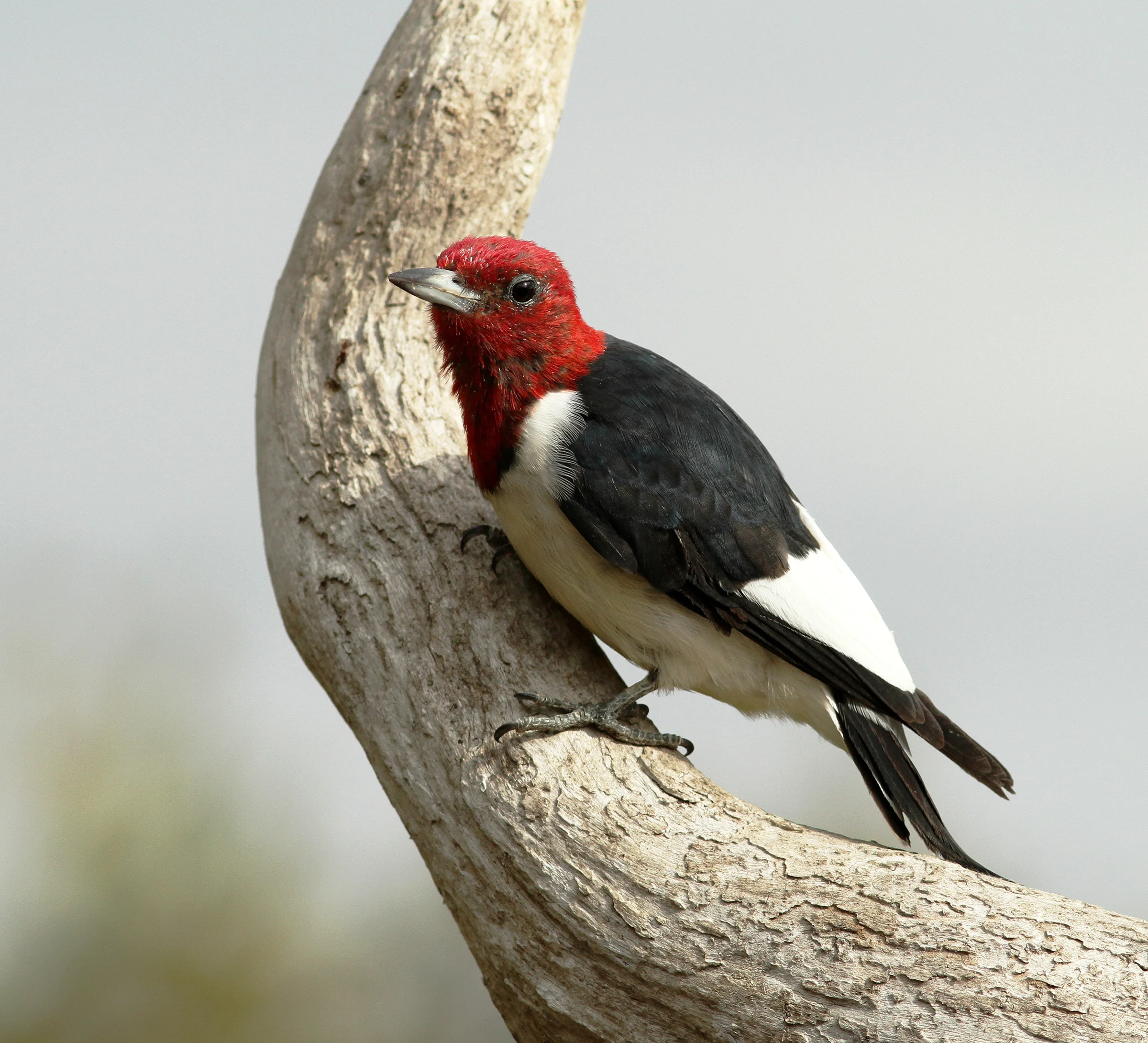 Red-headed Woodpecker. Photo by Sharon Watson, Shutterstock.