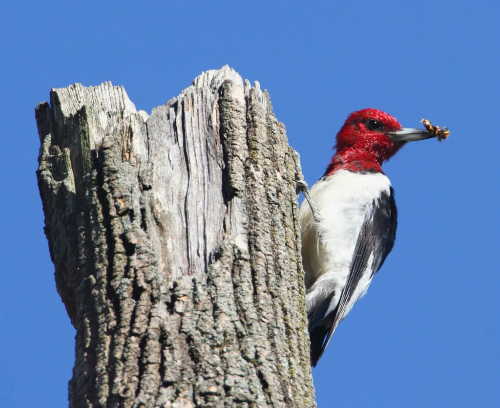 Red-headed Woodpecker. Photo by Steve Byland, Shutterstock.
