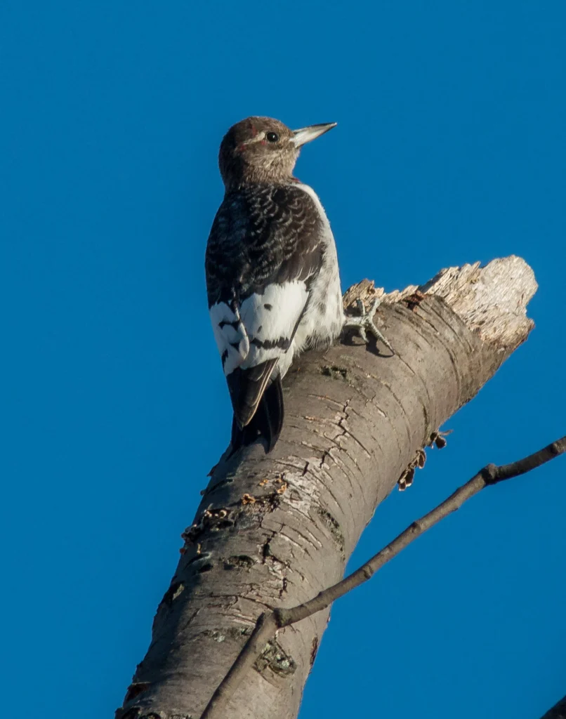 Red-headed Woodpecker juvenile. Photo by Karl Krueger.