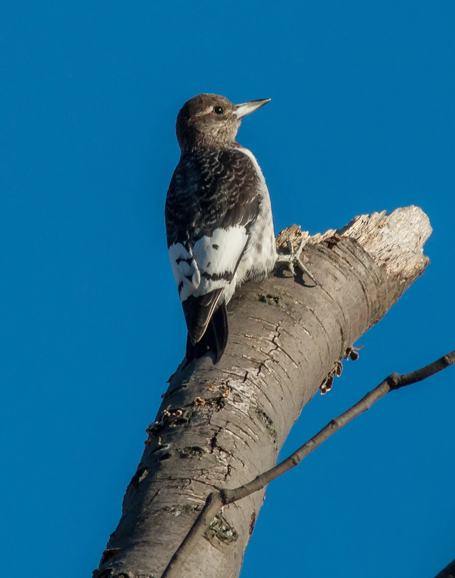 Red-headed Woodpecker juvenile. Photo by Karl Krueger.