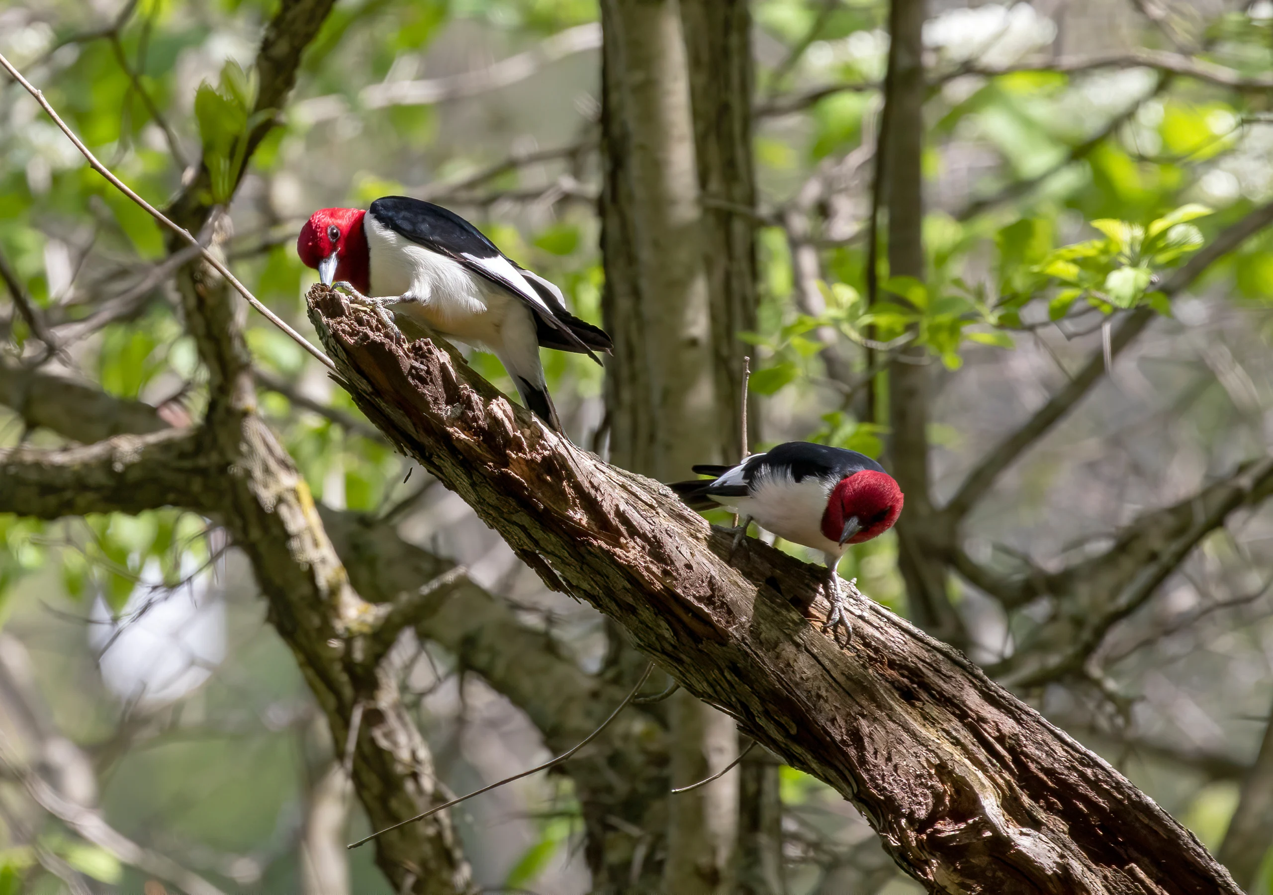 Red-headed Woodpecker, birds in spring in the park during nesting season.
