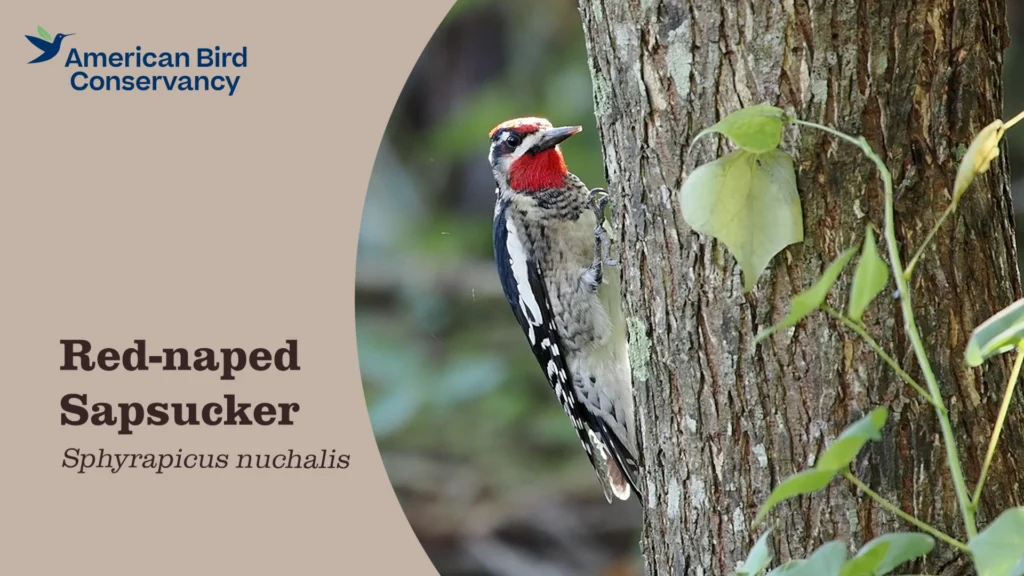 Red-naped Sapsucker YT Thumb
