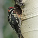 Red-naped Sapsucker at nest. Photo by Tom Grey.
