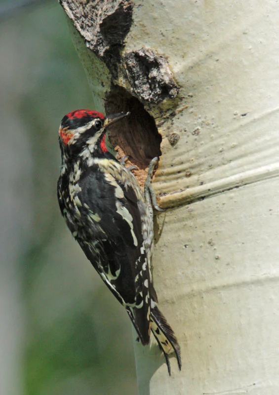 Red-naped Sapsucker at nest. Photo by Tom Grey.