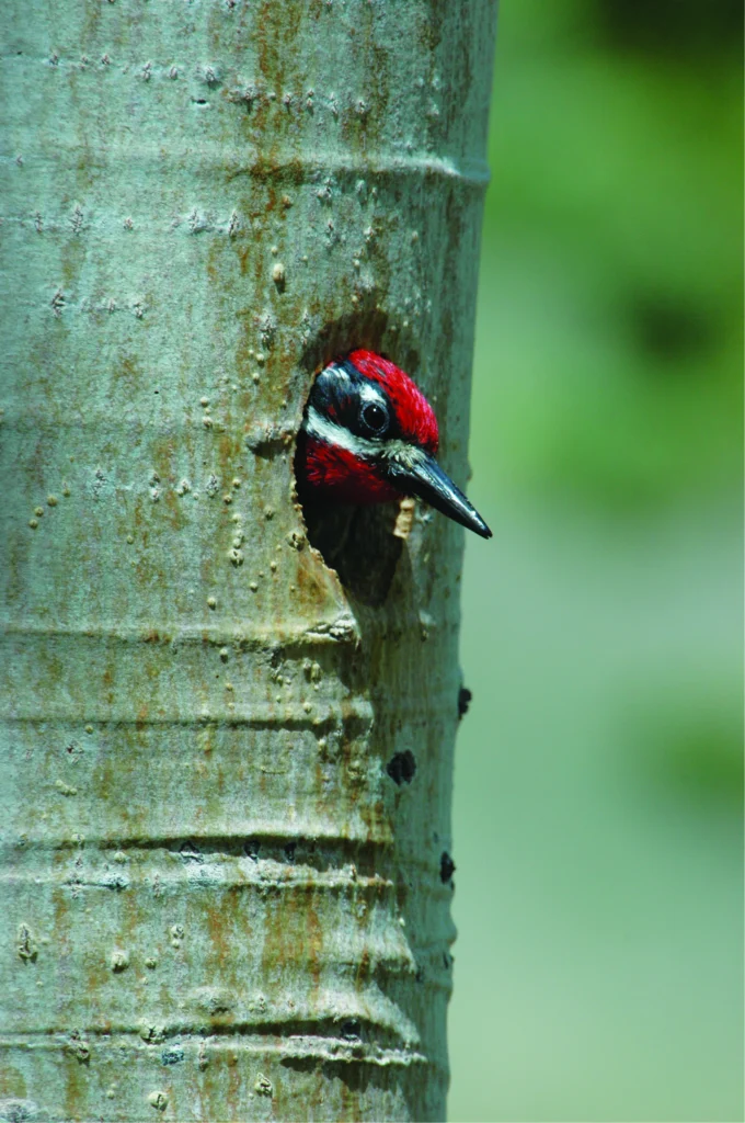 Red-naped Sapsucker. Photo by Bill Schmoker.