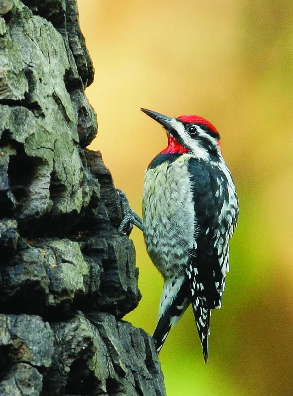 Red-naped Sapsucker. Photo by Tom Grey.