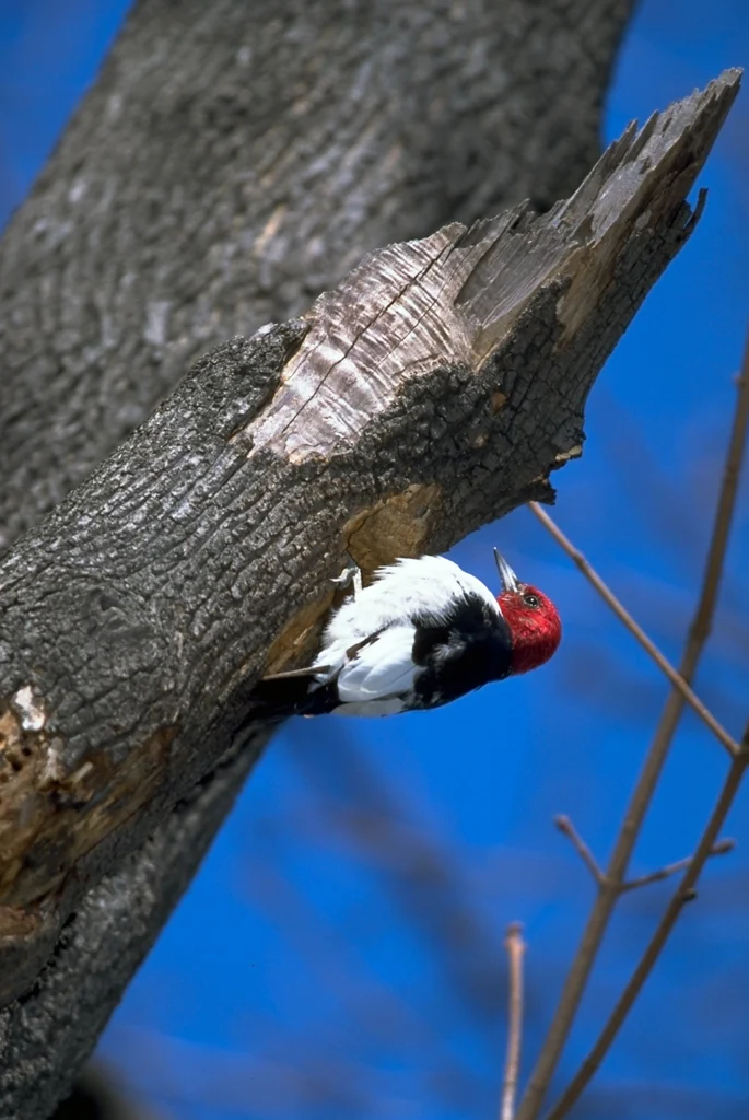 Red-headed Woodpecker. Photo by @Michael Stubblefield.