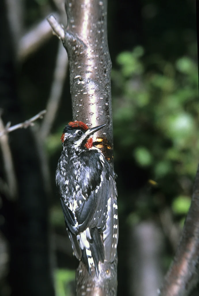 Red-naped Sapsucker. Photo by Ralph Wright.