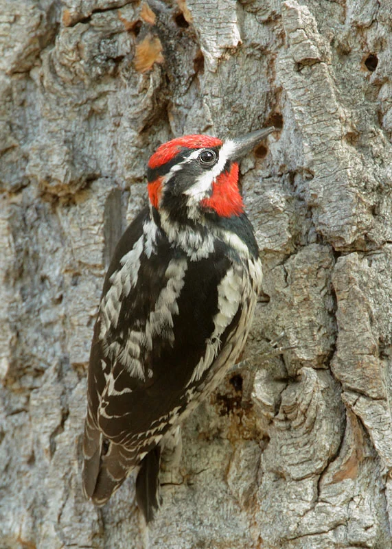 Red-naped Sapsucker. Photo by Tom Grey.