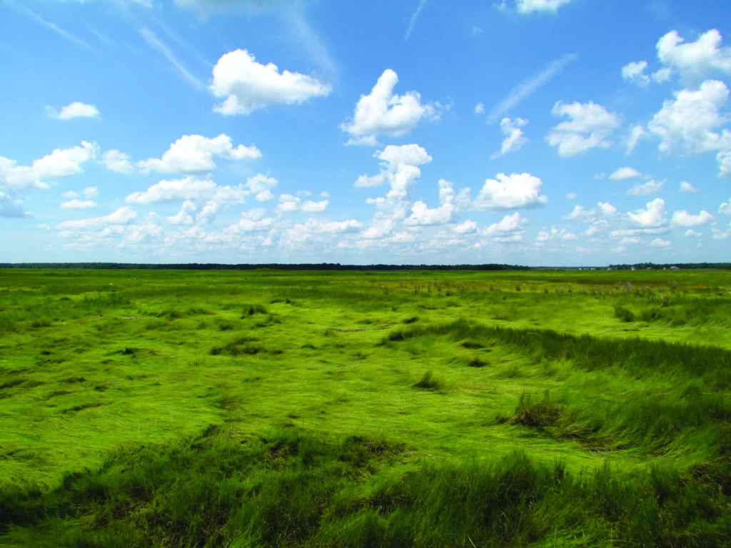 Salt marsh habitat is home to two imperiled species, the Saltmarsh Sparrow and the Eastern Black Rail.