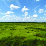Salt marsh habitat is home to two imperiled species, the Saltmarsh Sparrow and the Eastern Black Rail.